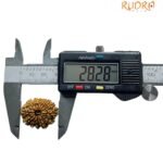 13 Face Nepal Rudraksha - ( 28.28 Mm )