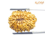 13 Face Nepal Rudraksha - ( 28.78 MM )