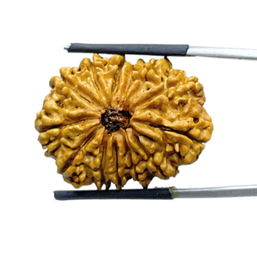 13 Face Nepal Rudraksha - ( 28.78 MM )