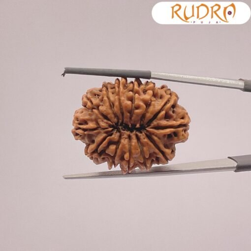 13-Mukhi-Large-Nepal-Rudraksha-30.87-MM-BP-C.jpg December 23, 2024 138 KB