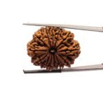 13-Mukhi-Large-Nepal-Rudraksha-30.87-MM-FP-C.jpg December 23, 2024 84 KB