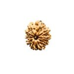 13 Mukhi Nepal Medium Rudraksha ( 25.05 Mm )