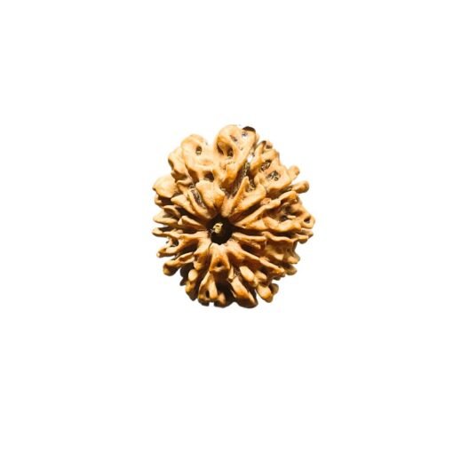 13 Mukhi Nepal Medium Rudraksha ( 25.05 Mm )