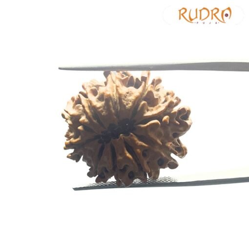 13 Mukhi Nepal Medium Rudraksha ( 25.05 Mm )
