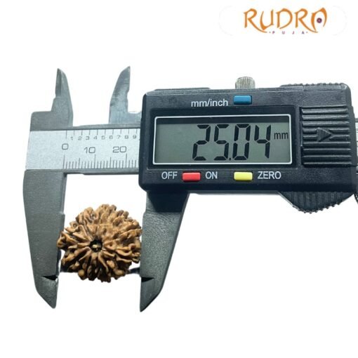 13 Mukhi Nepal Medium Rudraksha ( 25.05 Mm )