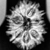 13-Mukhi-Nepal-Rudraksha-25.31-Mm-X-Ray.jpg December 25, 2024 206 Kb 1100 By 1100 Pixels