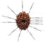 13-Mukhi-Nepal-Rudraksha-25.51-Mm-Sp-1.Jpg December 26, 2024 85 Kb C