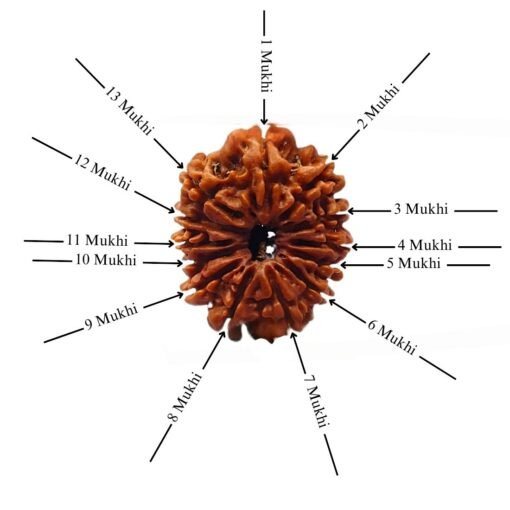 13-Mukhi-Nepal-Rudraksha-25.69-MM-SP-C.jpg December 26, 2024 89 KB