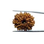 13 Mukhi Nepal Rudraksha - ( 27.25 MM )