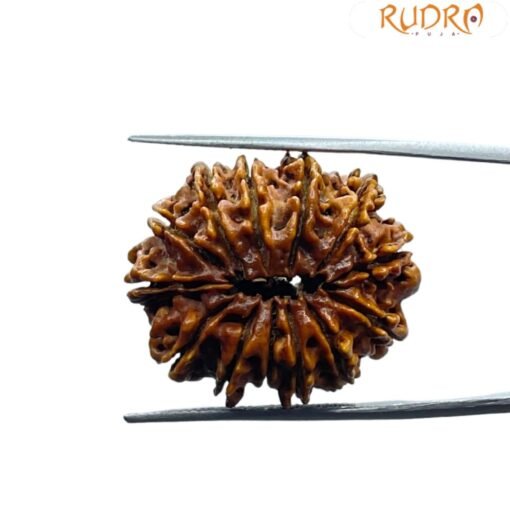 13 Mukhi Nepal Rudraksha - ( 27.25 MM )