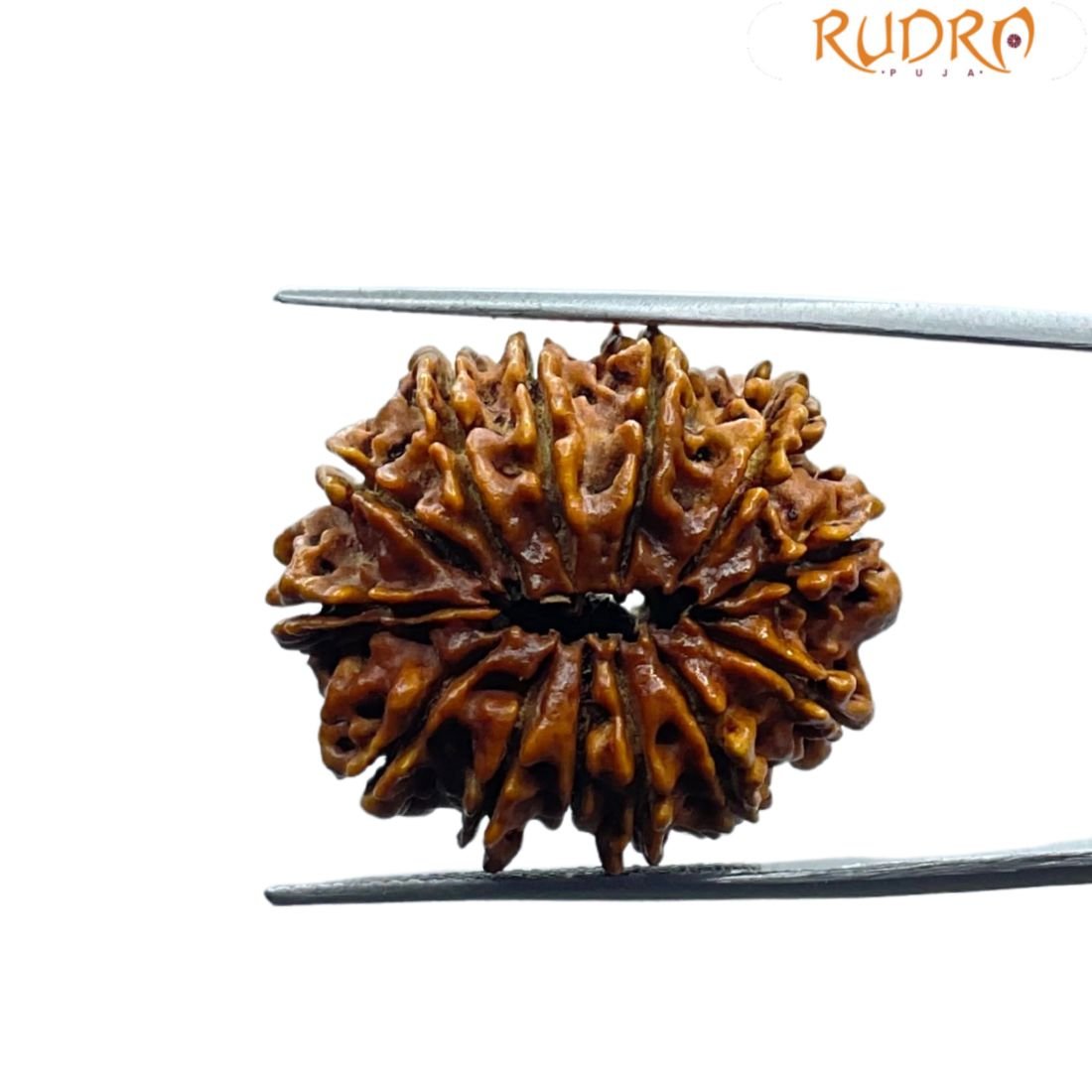 13 Mukhi Nepal Rudraksha - ( 27.25 Mm ) 2 13 Mukhi Nepal Rudraksha - ( 27.25 Mm )