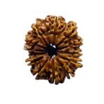13 Mukhi Nepal Rudraksha - ( 27.25 Mm ) 7 13 Mukhi Nepal Rudraksha - ( 27.25 Mm )
