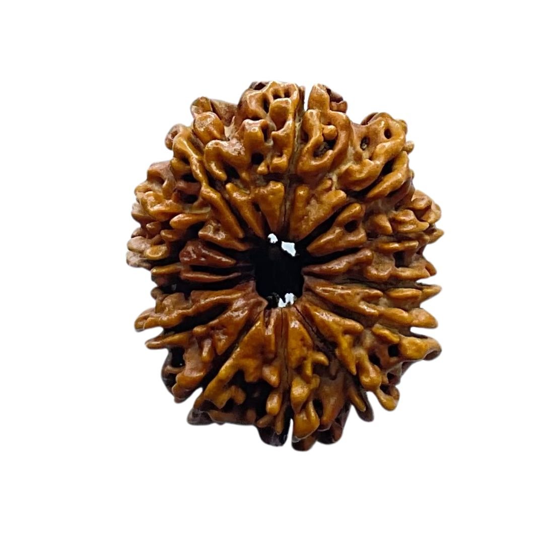 13 Mukhi Nepal Rudraksha - ( 27.25 Mm ) 3 13 Mukhi Nepal Rudraksha - ( 27.25 Mm )