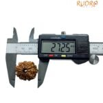 13 Mukhi Nepal Rudraksha - ( 27.25 Mm ) 8 13 Mukhi Nepal Rudraksha - ( 27.25 Mm )
