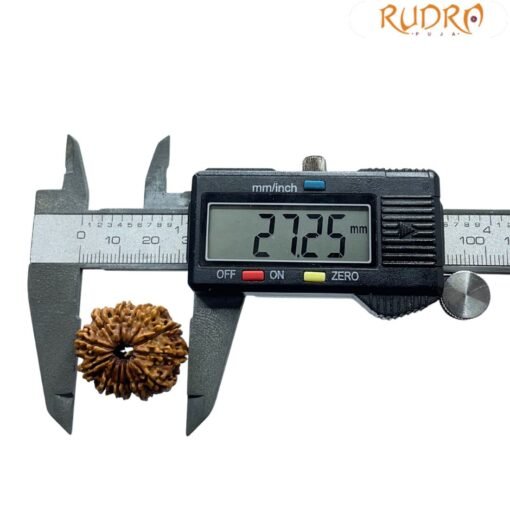 13 Mukhi Nepal Rudraksha - ( 27.25 MM )