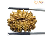 13 Mukhi Nepal Rudraksha ( 27.34 MM )