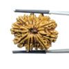 13 Mukhi Nepal Rudraksha ( 27.34 MM )
