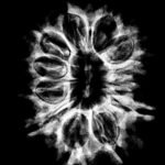 13 Mukhi Nepal Rudraksha ( 27.98 Mm ) 11 13 Mukhi Nepal Rudraksha - ( 27.25 Mm )