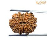 13 Mukhi Nepal Rudraksha - ( 28.92 MM )