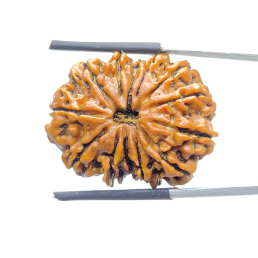 13 Mukhi Nepal Rudraksha - ( 28.92 MM )