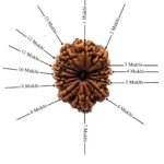Premium 13 Mukhi Large Nepal Rudraksha ( 30.87 Mm )