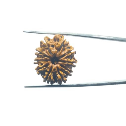 10 Mukhi Nepal Medium Rudraksha ( 25.05 Mm )
