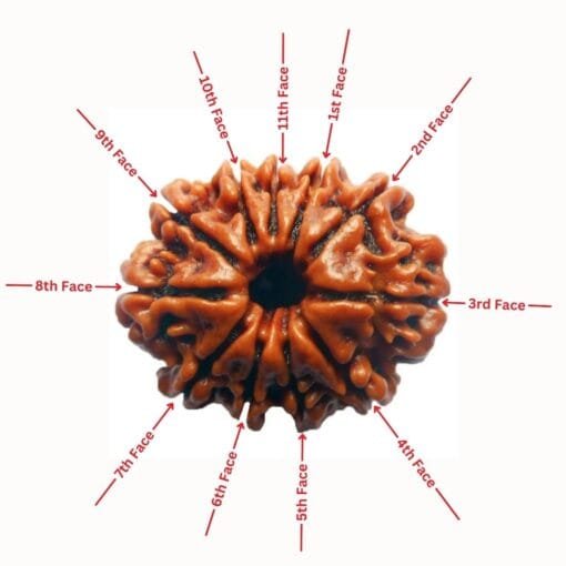 11 Mukhi Rudraksha Desgin