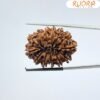 13 Mukhi Nepal Rudraksha 30.81 Mm