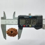 13 Mukhi Nepal Rudraksha 30.81 Mm