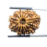 Terah mukhi Nepal Rudraksha ( 28.82 MM )