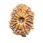 Terah mukhi Nepal Rudraksha ( 28.82 MM )