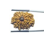 Terah-mukhi-Nepal-Rudraksha-Medium-25.41