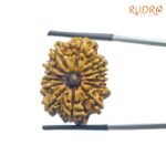 Terah-Mukhi-Nepal-Rudraksha-Medium-25.41-Mm