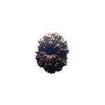 X Ray Certified 13 Face Nepal Medium Rudraksha ( 26.88 Mm )