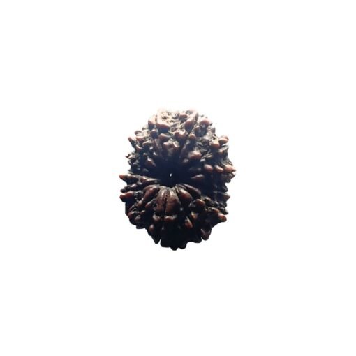 X Ray Certified 13 Face Nepal Medium Rudraksha ( 26.88 Mm )