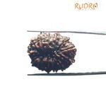 X Ray Certified 13 Face Nepal Medium Rudraksha ( 26.88 Mm )