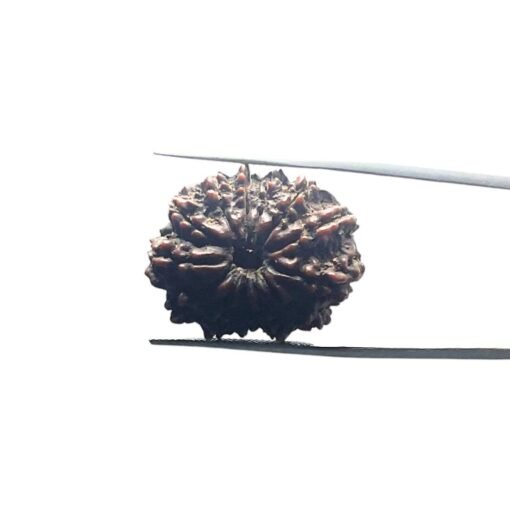 X Ray Certified 13 Face Nepal Medium Rudraksha ( 26.88 Mm )