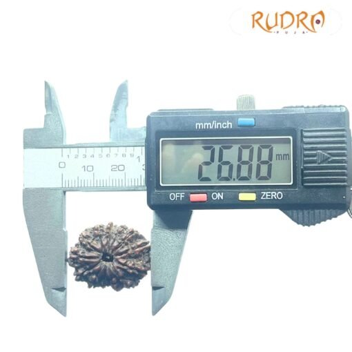 X Ray Certified 13 Face Nepal Medium Rudraksha ( 26.88 Mm )
