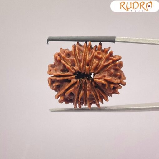 तेरह-मुखी-Nepal-Medium-Rudraksha-25.51-MM-BP-C.jpg December 25, 2024 158 KB