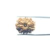 तेरह मुखी Terah Mukhi Nepal Rudraksha Medium ( 24.40 Mm )