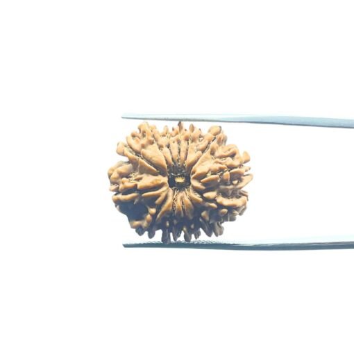 तेरह मुखी Terah Mukhi Nepal Rudraksha Medium ( 24.40 Mm )
