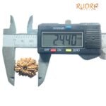 तेरह मुखी Terah Mukhi Nepal Rudraksha Medium ( 24.40 Mm )
