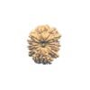 तेरह मुखी Terah Mukhi Nepal Rudraksha Medium ( 24.40 Mm )