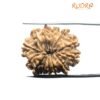 तेरह मुखी Terah Mukhi Nepal Rudraksha Medium ( 24.40 Mm )
