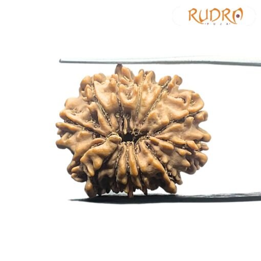 तेरह मुखी Terah Mukhi Nepal Rudraksha Medium ( 24.40 Mm )