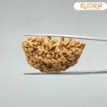 Collector 1 Mukhi Rudraksha (39.27 Mm)