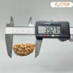 Collector 1 Mukhi Rudraksha (39.27 Mm)