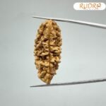 Collector 1 Mukhi Rudraksha ( 40.90 Mm)
