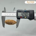 Collector 1 Mukhi Rudraksha ( 40.90 Mm)