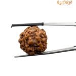 Four Face Rudraksha Nepal - (20.00 Mm )